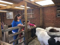 Shire Horse Centre