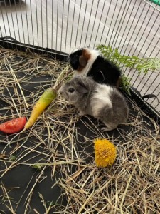 Guinea Pig play time